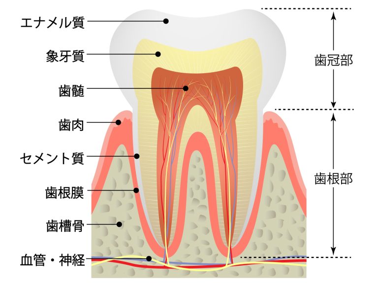 お子様の歯をむし歯から守りたい方におすすめです！